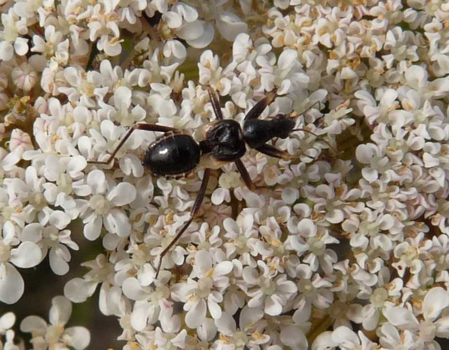 Nabidae della val Trabbia: Himacerus (Aptus) mirmicoides